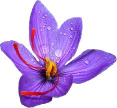 Pin On Saffron Plant