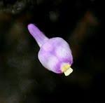 Image result for Utricularia arenaria