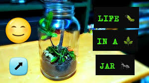 Nature takes care of your pool maintenance. Making A Terrarium Self Sustaining Ecosystem In A Jar Youtube