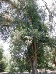 Image result for Eucalyptus paniculata