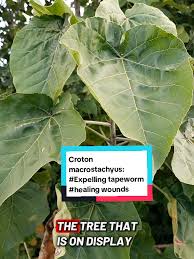 Image result for Croton macrostachyus