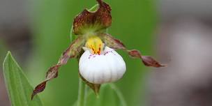 Rare and Unusual Plant Sale