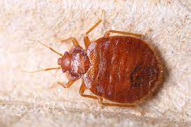 You can trust spott pest prevention to completely get rid of bed bugs in your home. Professional Bed Bug Treatment Austin Tx