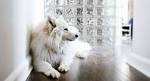 Large White Dog Breeds: List of 10 Big White Dog Breeds