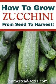 Can you grow zucchini in lahaina. How To Grow Zucchini From Seed To Harvest Homestead Acres
