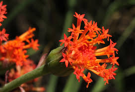 Image result for Kleinia fulgens