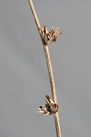 Image result for Cichorium