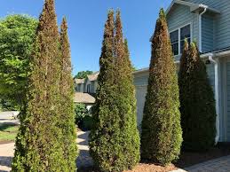 Image result for argyresthia thuiella thuja symptoms