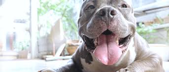 Breeds include poodle, labrador, staffordshire bull terrier and more. 7 Things You Didn T Know About Pit Bulls Wellness Pet Food