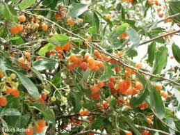 Image result for Ehretia obtusifolia