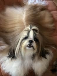 Longhair Shihtzu Shih Tzu Long Hair Styles Shitzu