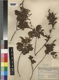 Image result for Terminalia phanerophlebia
