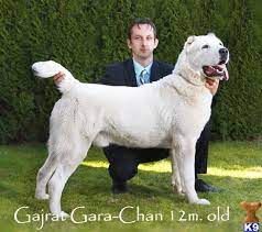 Featured breeder empire state central asian shepherds central asian shepherd breeders. Central Asian Shepherd Dog History Personality Appearance Alabai Dog Dogs Shepherd Dog