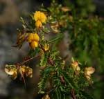 Image result for Aeschynomene leptophylla