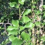 Image result for Balanites maughamii