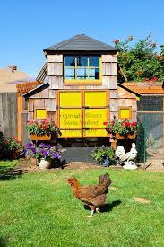 A Chicken In An Urban Backyard In Portland Oregon With A Decorative Chicken Coop Urban Chickens Urban Backyard Cute Chicken Coops