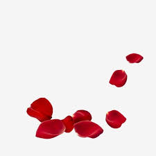 Krasnaya Roza Lepestki Roz Krasnye Drejfuyushie Lepestki Roz Krasnyj Lepestki Roz Png I Psd Fajl Png Dlya Besplatnoj Zagruzki Red And Pink Roses Pink Roses Background Flower Frame