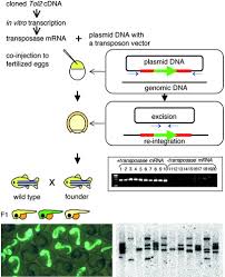 Transposon tools and methods in zebrafish