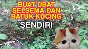 Terdapat beberapa jenis ubat selsema yang boleh didapati di farmasi tanpa memerlukan preskripsi dari doktor. Ubat Batuk Untuk Kucing Opening R Cute766