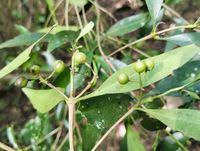Image result for Coptosperma supra-axillare