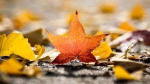 Die tagundnachtgleiche ist in diesem jahr am dienstag, 22. Herbstanfang 2021 Wann Herbstanfang Kalendarisch Meteorologisch Datum Fur Herbstbeginn