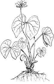 Also, planting native plants is good for the earth and economy itself, since the soil is not used to unusual plants, and native plants are grown in your native country. E Wv Wildflowers