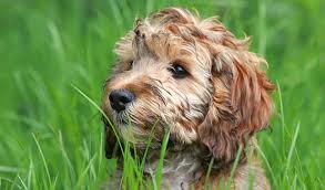On average, you should expect to pay anywhere from $900 to $2,500 per puppy. Cockapoo Breed Information