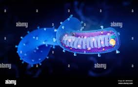 Image result for Filoviridae