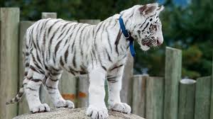 The estimated population of this species of tiger differs in relation to the area being referred to. Rare Bengal Tiger Cub Dies Of Cold In Crimea Blackout