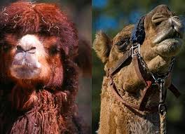 Which #nature video would you like to see next? Camel Facts Animal Facts Encyclopedia