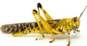 Последние твиты от grasshopper (@grasshopper_en). Ø¬Ø±Ø§Ø¯ Ø§Ù„Ø±ÙˆØ´Ù† Ø§Ù„Ø¹Ø±Ø¨ÙŠ