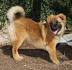 Chow Shepherd Dog Breed Information and Pictures