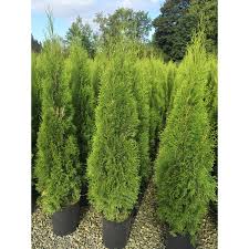 Before planting a cedar hedge, pick the right growing conditions. 5 Gal Potted Emerald Cedar Lowe S Canada