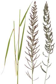 Image result for Pogonarthria