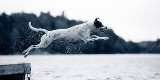 Har du akuta besvär ska du kontakta din egen doktor, närmaste. Ellbogengelenksdysplasie Hund Ed Lahmheit Fragmentierter Processus Coronoideus Medialis Fcp Ostechondrosis Dissecans Ocd Isolierter Processus Anconeus Ipa Anicura Deutschland