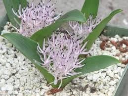 Image result for Daubenya