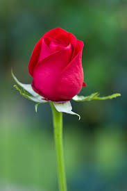 15 Beautiful Red Rose Pictures Beautiful Red Roses Red Roses Beautiful Roses