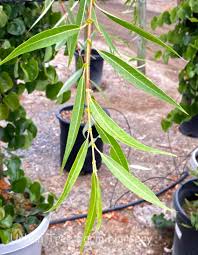Image result for Salix babylonica