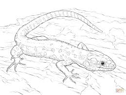 Below are some free printable gecko coloring pages. 6 Pics Of Basilisk Lizard Coloring Pages Gecko Lizard Coloring Coloring Library