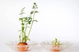 Grow Carrots From Carrots Sprouting Carrot Tops With Kids Growing Carrots How To Plant Carrots Avocado Plant From Seed