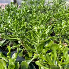 Image result for Kalanchoe glaucescens