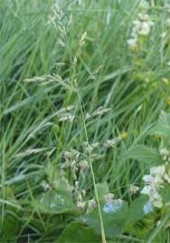 Image result for Agrostis isopholis