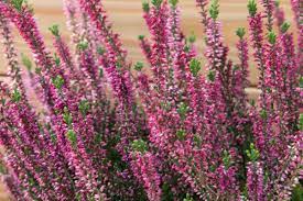 Heather Flowers Color Meaning And Symbolism Florgeous