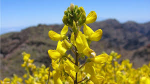 Image result for Adenocarpus