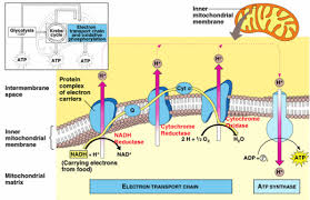 Cellular Respiration Electron Transport Chain Google Search Electron Transport Chain Electrons Mitochondria