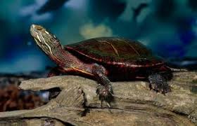 If you do not provide any care, the turtle can suffer from severe cold and respiratory diseases. Painted Turtle Facts And Pet Care Guide Lovetoknow