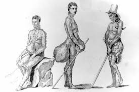 Image result for Leptoderris goetzei