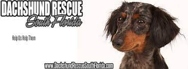 Adoptable dachshund zeke is a very loving dog, as long as you are down at his level. Dachshund Rescue South Florida Home Facebook