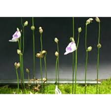 Image result for Utricularia arenaria