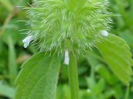 Image result for Leucas martinicensis